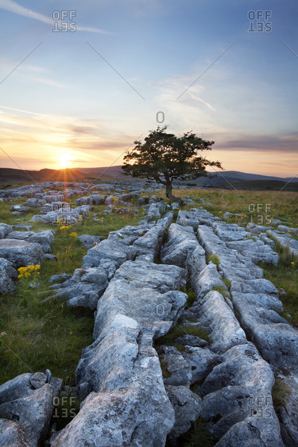 Lone tree and limestone pavement at sunset in the Yorkshire Dales