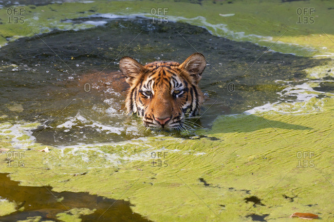 Indochinese tiger swimming in a river in Thailand