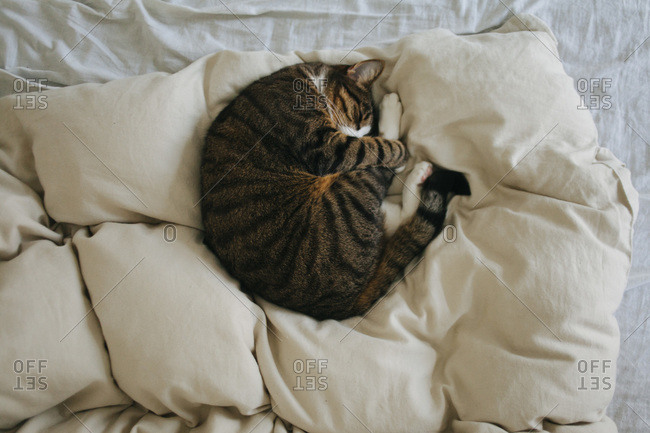 Cat curled up on a bed