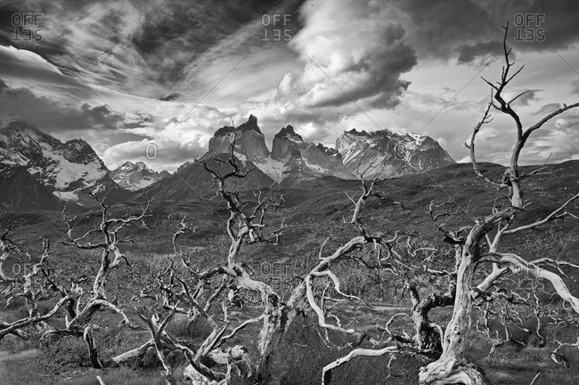 Dead trees beneath the Andes