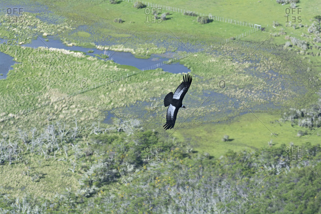 An andean condor soars through the air
