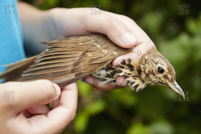 A girl holding a wild bird carefully in her hands checking the wing