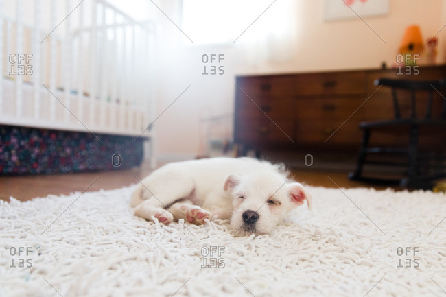 Portrait of a puppy sleeping on a rug