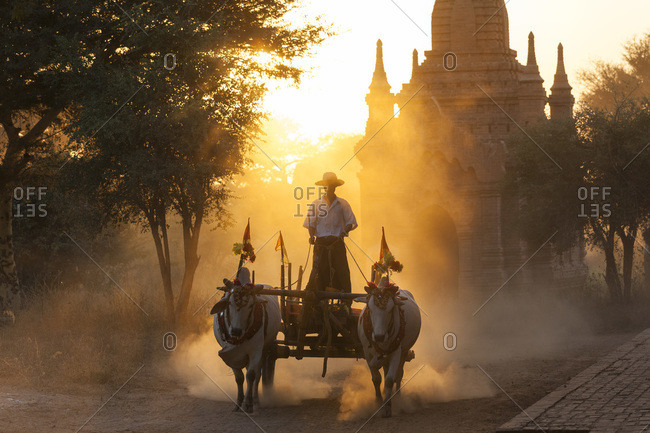 Bullock cart at sunset in Bagan, Myanmar