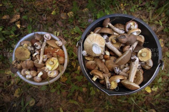 Buckets of fresh picked mushrooms