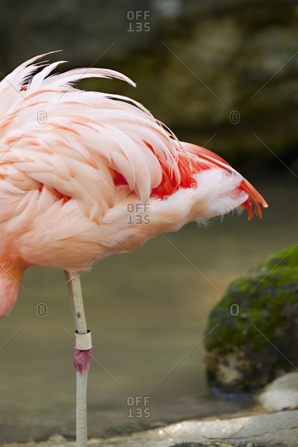 The leg and tail of a flamingo