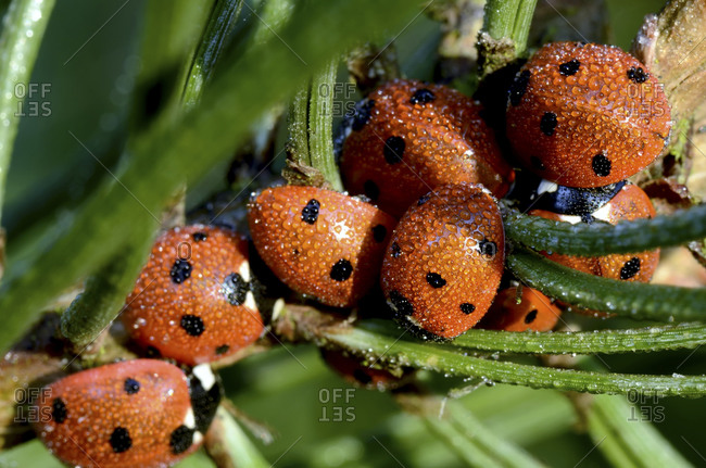 Wet seven-spot ladybugs on a twig