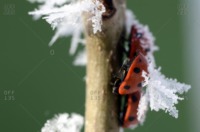 Seven-spot ladybugs on a twig