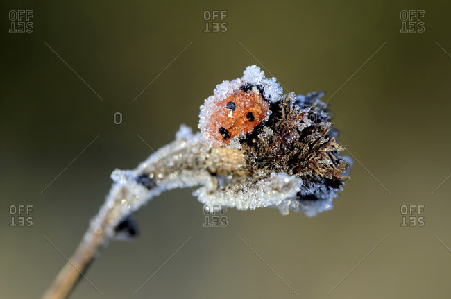 Seven-spot ladybug covered with frost on a twig