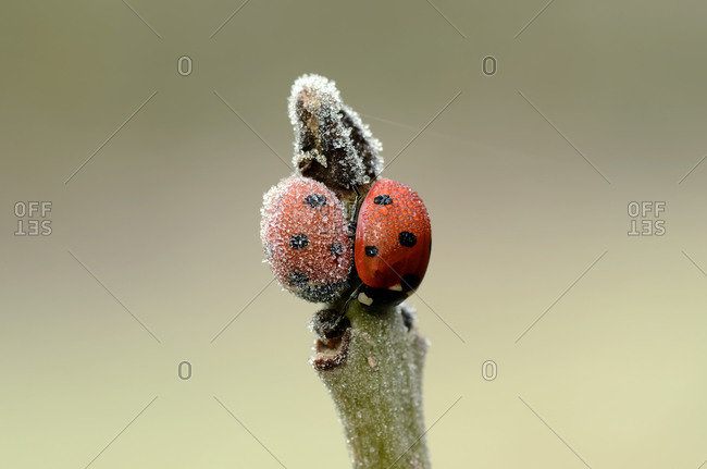 Two seven-spot ladybugs on a twig