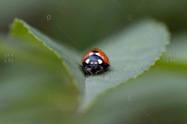 Seven-spot ladybug on a leaf