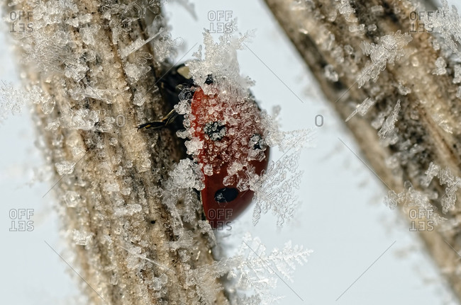 Seven-spot ladybug covered in frost