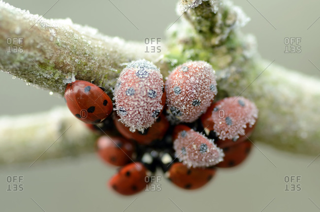 Group of seven-spot ladybugs covered with frost