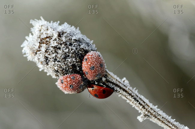 Seven-spot ladybugs on a twig covered with frost
