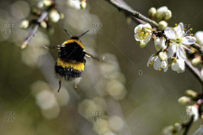 Close up of a flying bumblebee