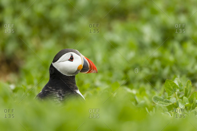 Atlantic puffin surrounded by greenery