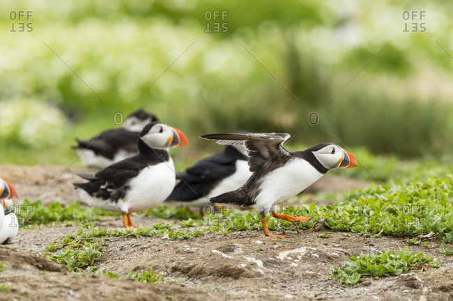Group of atlantic puffins on a meadow