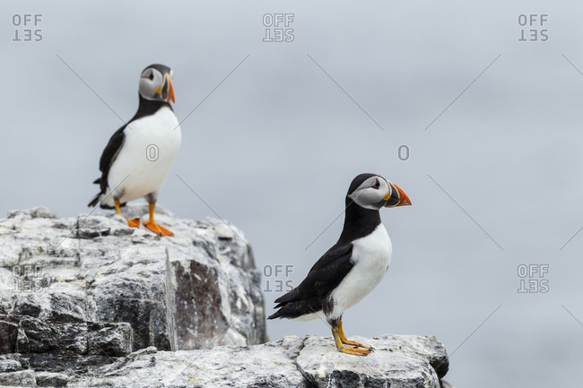Two atlantic puffins on a cliff