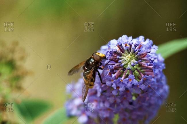 Wasp pollinating a purple flower