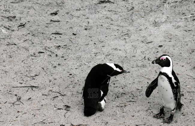 Two African penguins walking on beach