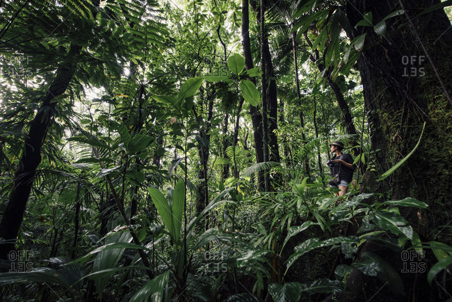 Woman hiking in lush rainforest landscape