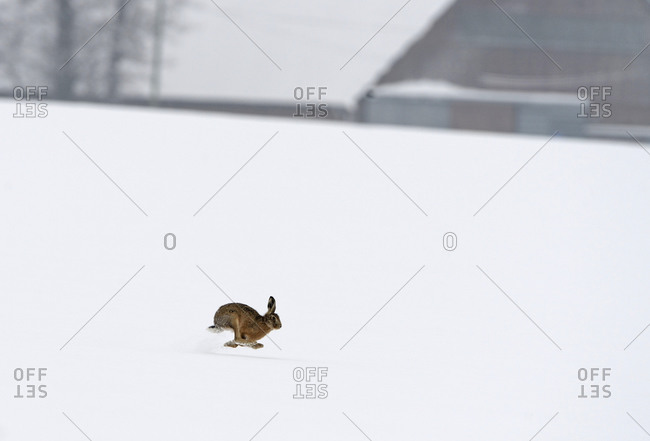 Rabbit running in snowy field