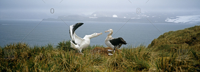Two albatrosses in Antarctic