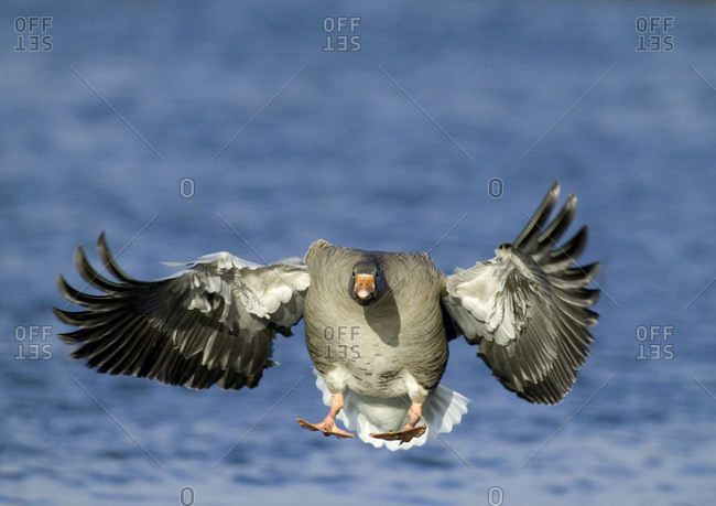 Greylag goose with spread wings