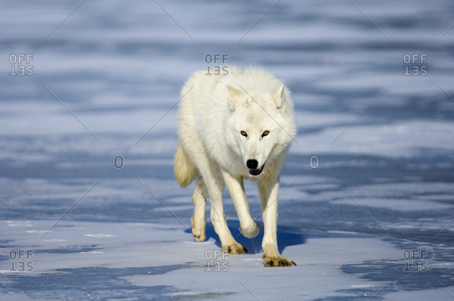 Wolf walking on ice