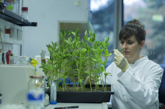 Young female biologist working at plant research laboratory
