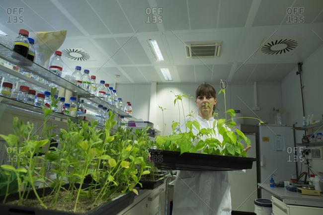 Young female biologist working at plant research laboratory