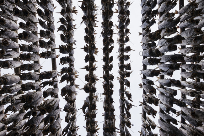 Rows of cod  hang to dry in winter air, Lofoten Islands, Norway
