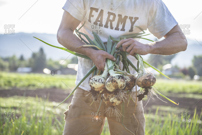A man holds freshly harvested onions at an organic urban farm
