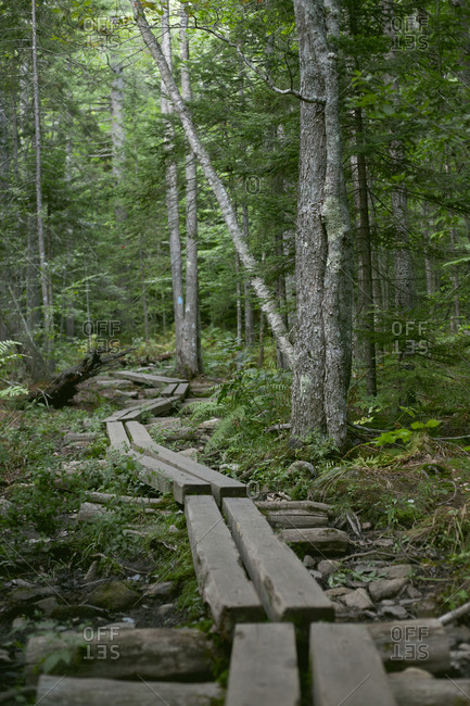 A path of logs leads through a forest