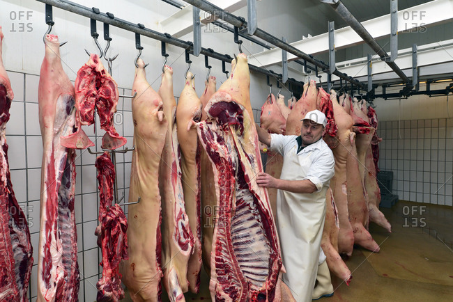 Butcher with half pigs in cold store of a butchery