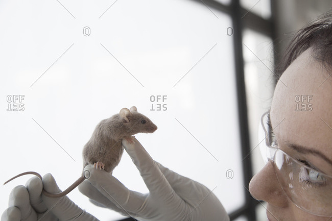Young scientist watching laboratory mouse after treatment