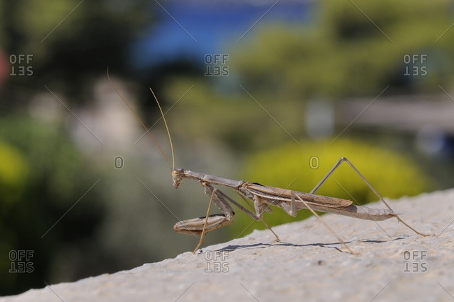 Alert praying mantis (Mantis religiosa) looking out from a hotel balcony, Kilada, Greece
