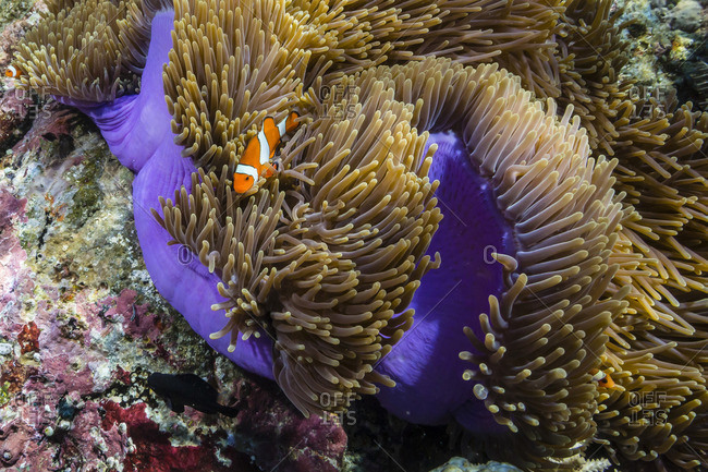 False clown anemonefish (Amphiprion ocellaris), Sebayur Island, Komodo Island National Park, Indonesia