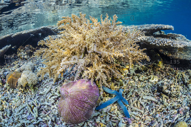 Hard and soft corals and sea star underwater on Sebayur Island, Komodo Island National Park, Indonesia