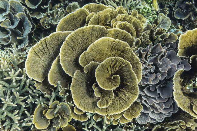 A profusion of hard and soft coral underwater on Siaba Kecil, Komodo Island National Park, Indonesia