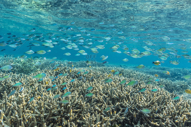 Hard and soft corals and reef fish underwater on Sebayur Island, Komodo Island National Park, Indonesia