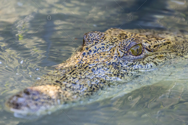 Wild saltwater crocodile (Crocodylus porosus) head detail in porous creek on the Hunter River, Mitchell River National Park, Kimberley, Western Australia, Australia