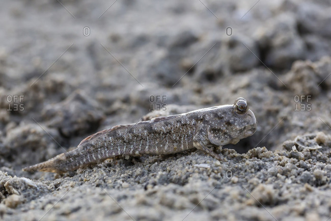 An adult mudskipper, subfamily Oxudercinae, on the mud flats of Vansittart Bay, Kimberley, Western Australia, Australia