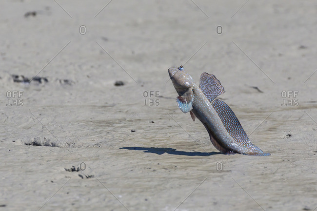 An adult male mudskipper, subfamily Oxudercinae, displaying to other males on the Hunter River, Kimberley, Western Australia, Australia