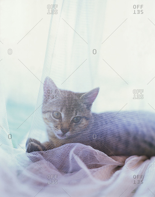A cat lying behind a mosquito net