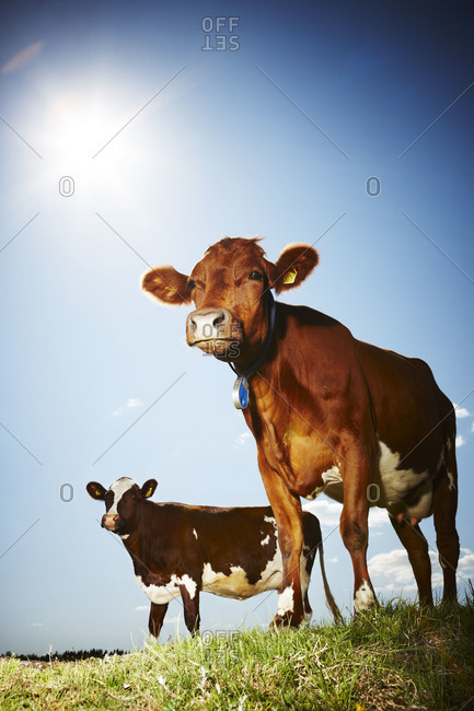 Cows standing in field against sky
