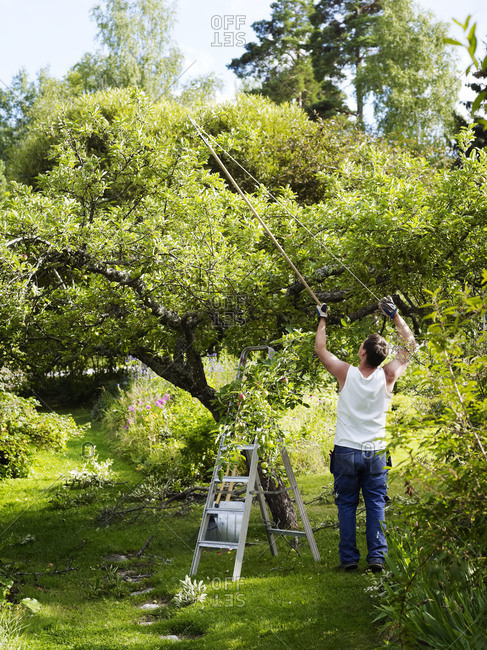 Man pruning apple tree in garden