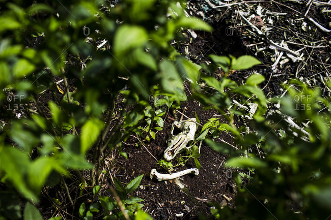 A dog skull in a forest in Ban Tha Rae village, northeastern Thailand where Local dog meat restaurants are known to dump the animal bones