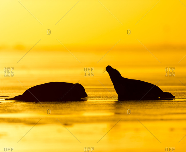 Silhouette of seals at sunrise at Donna Nook, UK