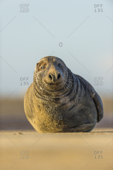 Grey seal lying on the coast